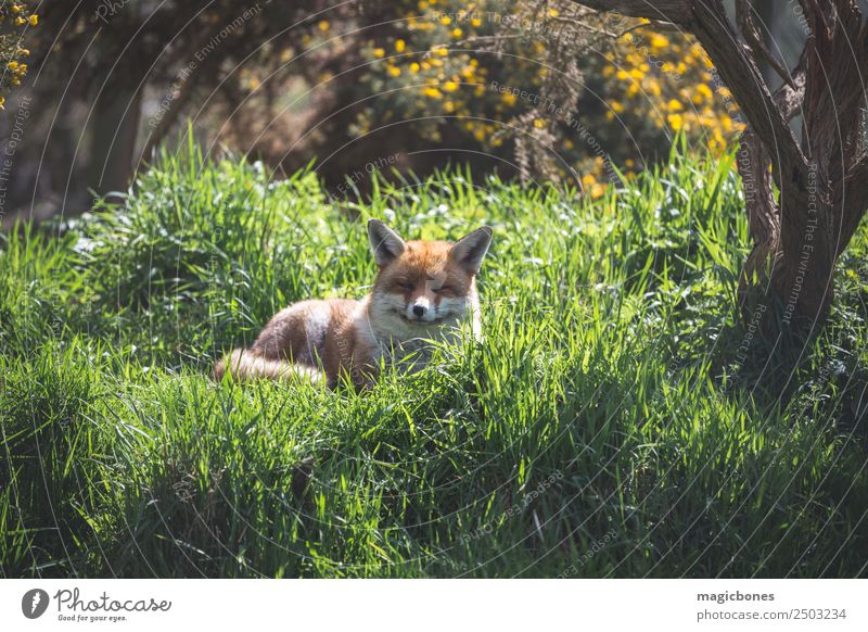 Europäischer Rotfuchs Erwachsene Natur Landschaft Tier Gras liegen wild grün Hintergrund Briten Fleischfresser England Fauna Fuchs niedriger Winkel Säugetier