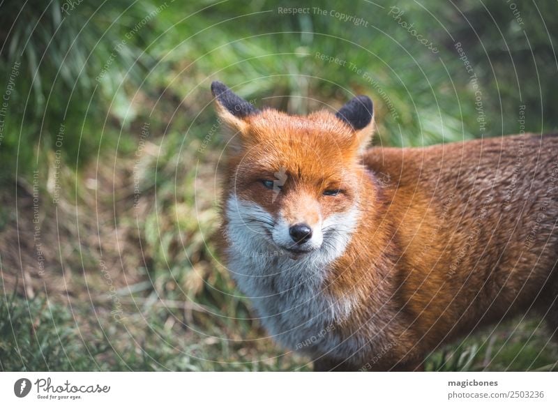 Europäischer Rotfuchs Erholung Erwachsene Natur Landschaft Tier Gras liegen wild grün Hintergrund Briten Fleischfresser Fauna Fuchs niedriger Winkel Säugetier