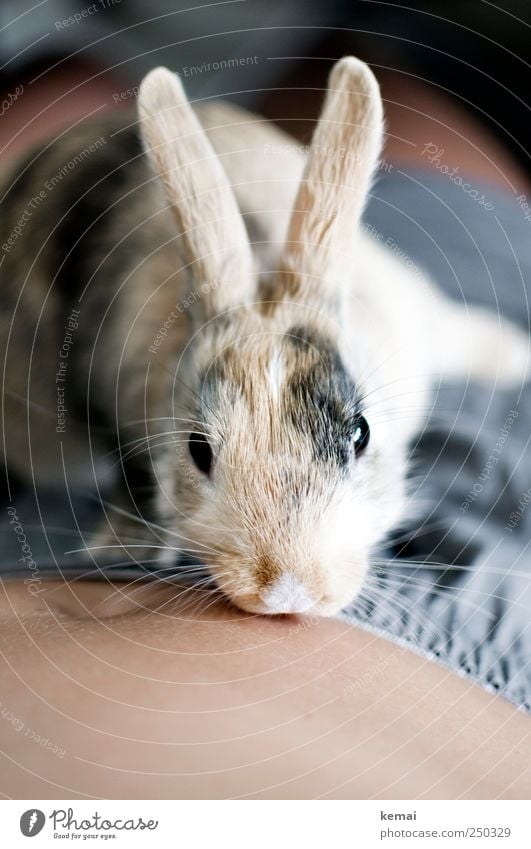 Beschnuppern Haut Bauch Bauchnabel Tier Haustier Tiergesicht Fell Ohr Auge Schnurrhaar Hase & Kaninchen Zwergkaninchen Zwerghase 1 sitzen klein niedlich braun