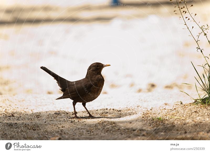 Nummer Zwanzig Sand Schönes Wetter Gras Wildtier Amsel 1 Tier braun gelb grün Farbfoto Gedeckte Farben Außenaufnahme Textfreiraum oben Tag Zentralperspektive