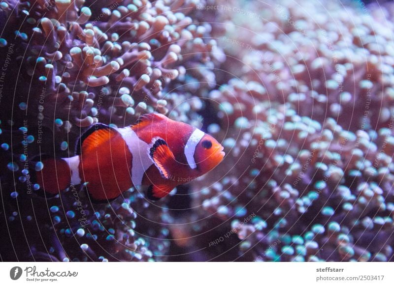 Ocellaris Clownfisch Amphiprion Ocellaris Korallenriff Tier Wildtier Fisch 1 orange weiß Amphiprion ocellaris Orangenfisch Meeresfische tropische Fische