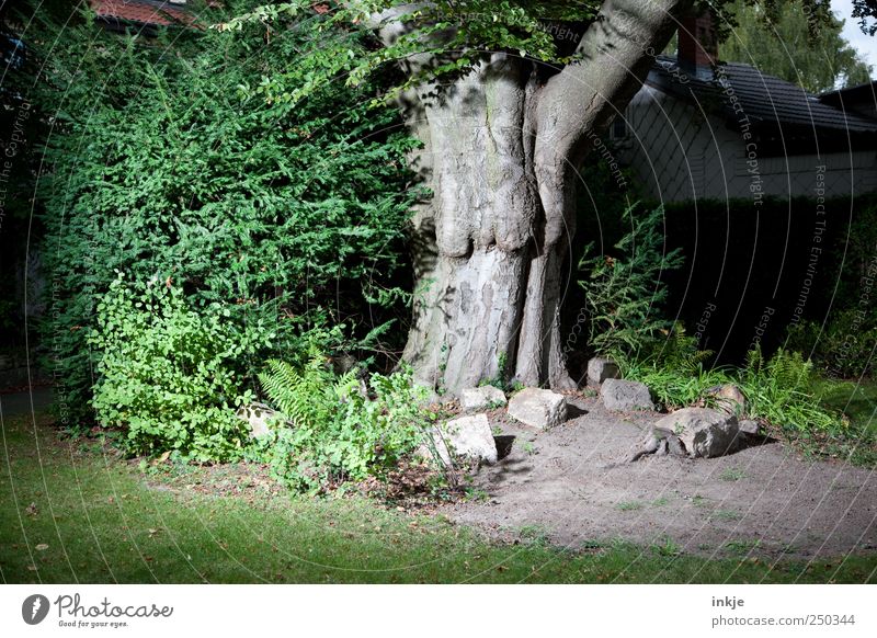 es geschah am hellichten Tag Natur Pflanze Erde Baum Sträucher Buche Baumstamm Garten Park Stein Haus alt außergewöhnlich bedrohlich dick dunkel gruselig