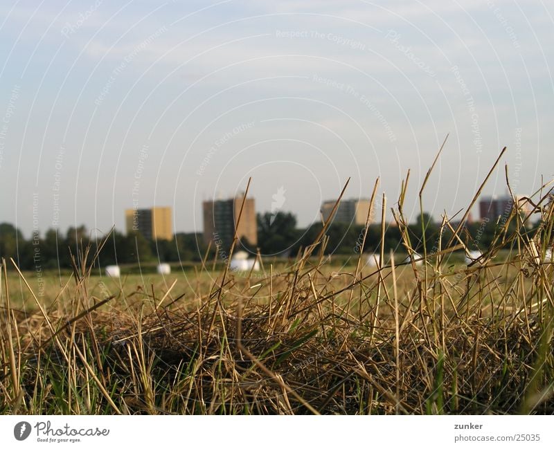 Wiese Gras Halm Hochhaus Weizen Hafer Stroh Strohballen