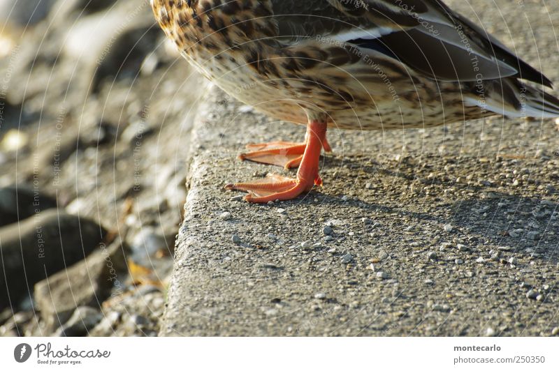 Wasserscheu Umwelt Natur Erde Sonnenaufgang Sonnenuntergang Schönes Wetter Küste See Bodensee Tier Wildtier Ente 1 authentisch braun rot weiß Farbfoto