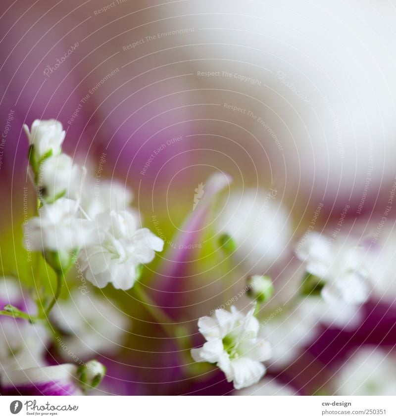 MÄDCHENFOTO Natur Pflanze Frühling Sommer Blume Blatt Blüte Grünpflanze Topfpflanze Garten Wiese Blühend Freundlichkeit schön natürlich weich grün rosa weiß