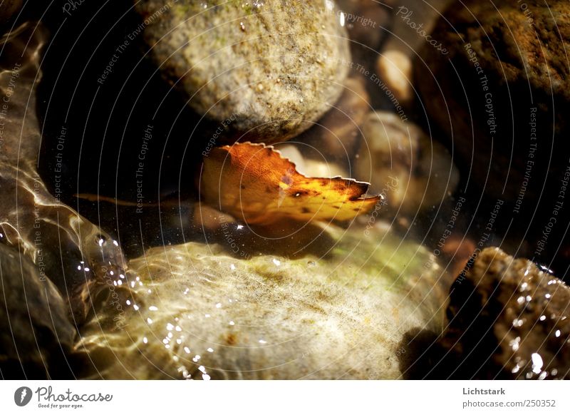 solange ich bin, hoffe ich Umwelt Natur Pflanze Wasser Blatt Wellen Flussufer Bach Stein Tapferkeit Willensstärke Vorsicht Ausdauer Hoffnung Einsamkeit Farbfoto