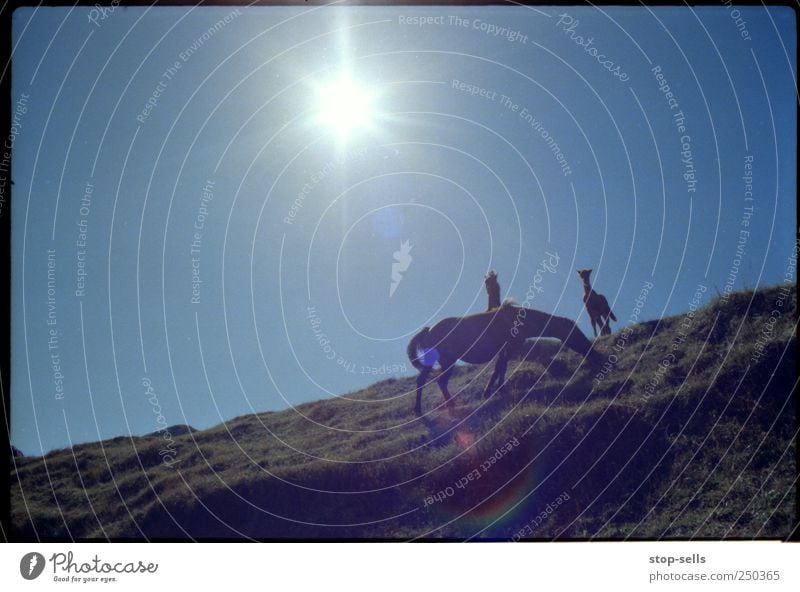 Mittagessen auf dem Gebirgskamm Umwelt Natur Landschaft Pflanze Tier Erde Luft Himmel Wolkenloser Himmel Sonne Sonnenlicht Schönes Wetter Wärme Gras Hügel