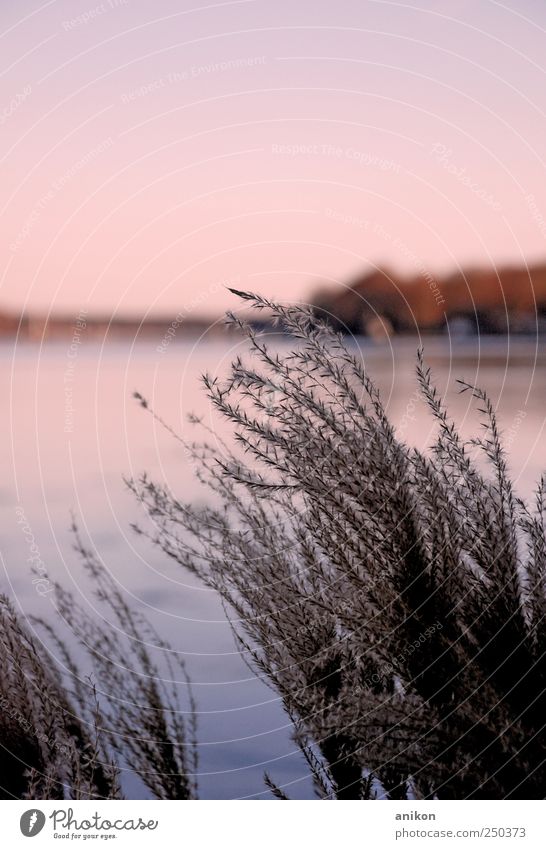 kleiner Wintergruß Natur Landschaft Wasser Himmel Eis Frost Pflanze Sträucher Park Wiese Küste Seeufer beobachten Denken Erholung genießen träumen frei kalt nah