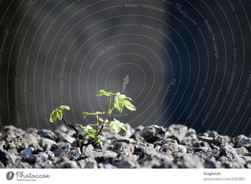 Against All Odds Umwelt Natur Pflanze Blatt Grünpflanze Stein Wachstum positiv rebellisch grau grün Tapferkeit selbstbewußt Optimismus Kraft Willensstärke Mut