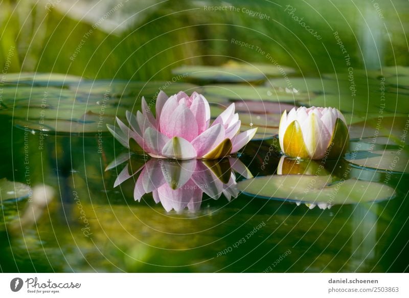 Teichrose Natur Pflanze Wasser Blatt Blüte Lotos grün rosa ruhig Seerosen Farbfoto Menschenleer Textfreiraum oben Textfreiraum unten Schwache Tiefenschärfe