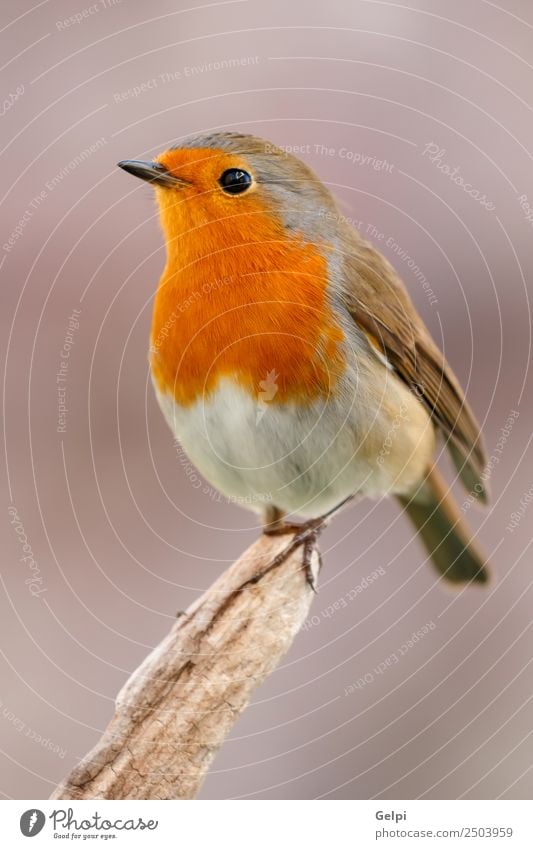 Hübscher Vogel schön Leben Mann Erwachsene Umwelt Natur Tier Holz klein natürlich wild braun grau weiß Tierwelt Rotkehlchen allgemein gehockt Hintergrund