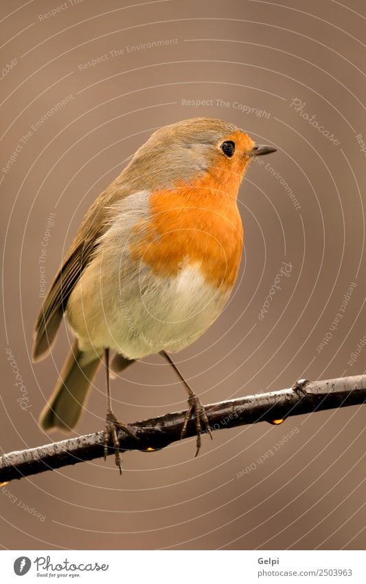 Hübscher Vogel schön Leben Mann Erwachsene Umwelt Natur Tier klein natürlich wild braun weiß Tierwelt Rotkehlchen allgemein gehockt Hintergrund Passerine