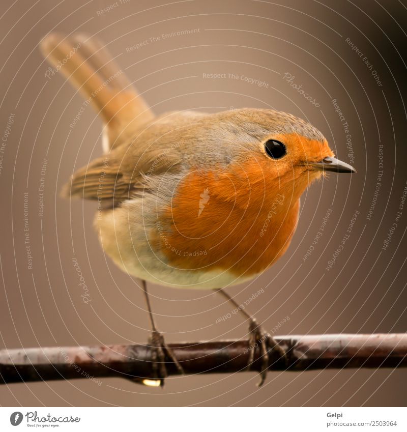 Hübscher Vogel schön Leben Mann Erwachsene Umwelt Natur Tier klein natürlich wild braun weiß Tierwelt Rotkehlchen allgemein gehockt Hintergrund Passerine