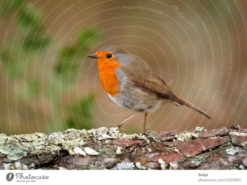 Hübscher Vogel schön Leben Mann Erwachsene Umwelt Natur Tier Holz klein natürlich wild braun grau weiß Tierwelt Rotkehlchen allgemein gehockt Hintergrund