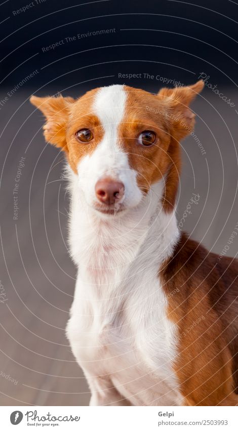 Wunderschöner Jagdhund Strand Natur Tier Straße Pelzmantel Haustier Hund Bewegung Geschwindigkeit blau braun weiß rein Andalusia Reinrassig Podenco Spanisch