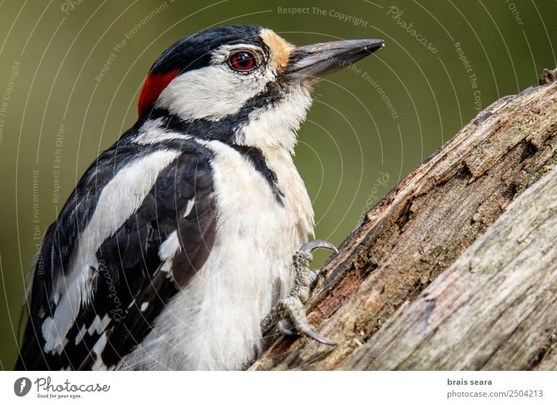 Buntspecht Wissenschaften Ornithologie Umwelt Natur Tier Erde Wald Wildtier Vogel Flügel 1 Holz wild Tierliebe pico picapinos Dendrocopos major Avenue Tiere