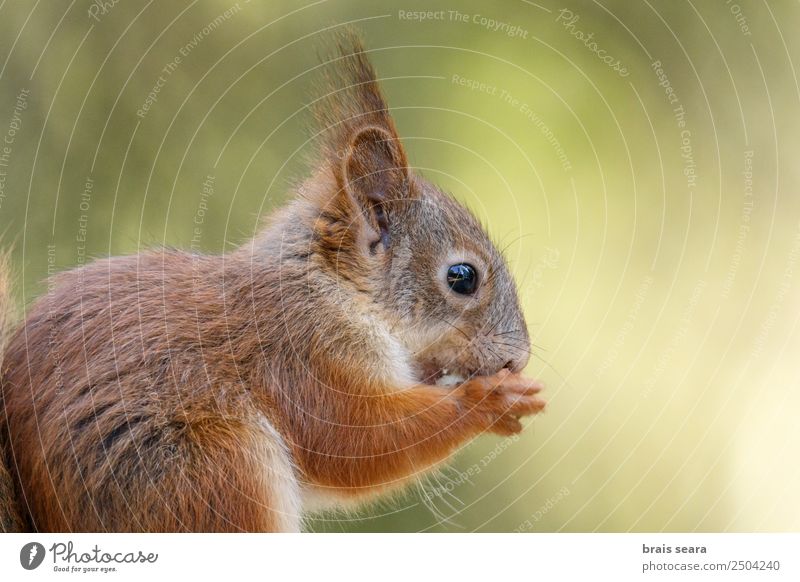 Rotes Eichhörnchen. Wissenschaften Biologie Umwelt Natur Tier Erde Wald Wildtier 1 wild Tierliebe ardilla roja Fauna Tiere Säugetier Finnland Europa Europäer