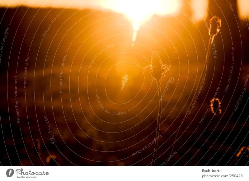 Lichtschleier harmonisch Wohlgefühl Zufriedenheit Sinnesorgane Erholung ruhig Meditation Freiheit Sonne Natur Pflanze Sonnenaufgang Sonnenuntergang Sonnenlicht