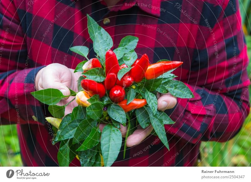 ein Gärtner hat Paprikaschoten geerntet Mensch maskulin Mann Erwachsene 1 Umwelt Natur Pflanze Garten Arbeit & Erwerbstätigkeit nachhaltig Gartenarbeit Hobby