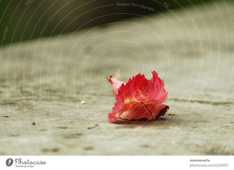 Vergänglich Umwelt Natur Pflanze Herbst schlechtes Wetter Nebel Blatt Grünpflanze Park Seeufer Mauer Wand Terrasse authentisch einfach natürlich grau rot