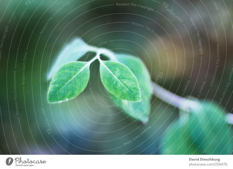 Twins Natur Pflanze Frühling Blatt Grünpflanze grün Zwilling Wachstum paarweise Farbfoto Außenaufnahme Nahaufnahme Detailaufnahme Tag Licht Kontrast Unschärfe