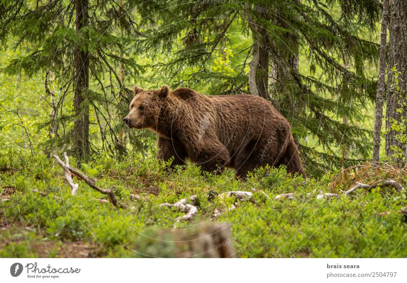 Braunbär im Wald Safari Biologe Jäger Umwelt Natur Tier Erde Baum Wildtier Bär 1 wild Tierliebe gefährlich Freiheit Umweltschutz Tiere Tierwelt Akkordata