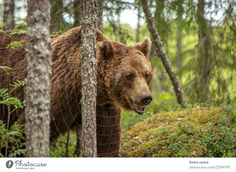 Braunbär Safari Umwelt Natur Tier Erde Baum Wald Wildtier Tiergesicht Bär 1 gigantisch schön wild braun Tierliebe Umweltschutz Tiere Tierwelt Akkordata