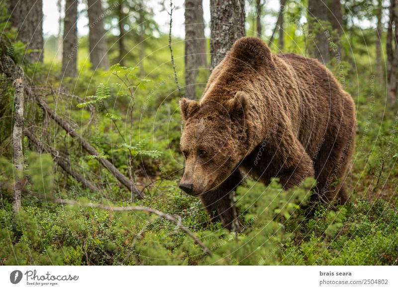 Braunbär Ferien & Urlaub & Reisen Abenteuer Biologie Jäger Landwirtschaft Forstwirtschaft Umwelt Natur Tier Erde Baum Wald Wildtier Bär 1 Vorsicht Umweltschutz