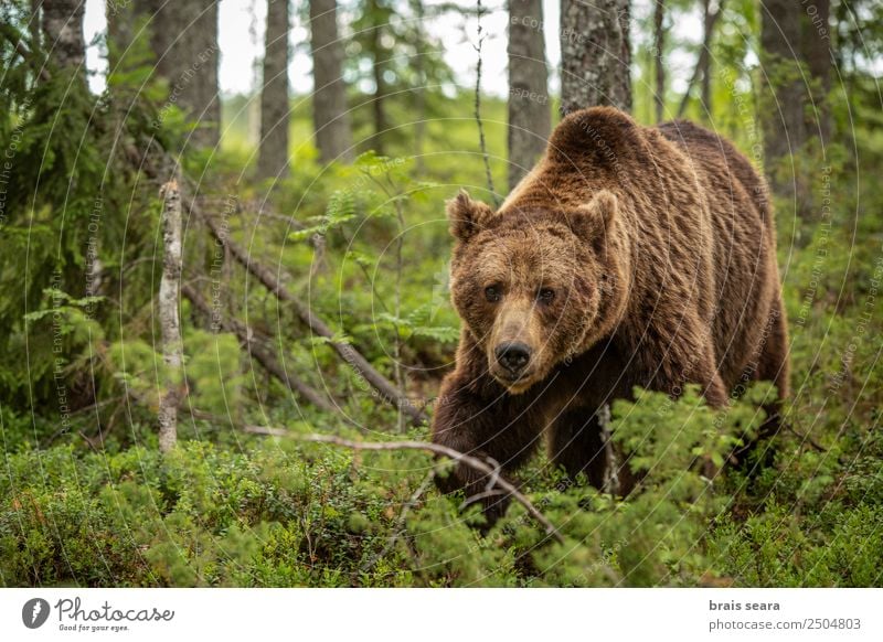 Braunbär Ferien & Urlaub & Reisen Abenteuer Wissenschaften Biologie Jäger Umwelt Natur Tier Erde Pflanze Baum Wald Wildtier 1 wild Tierliebe Umweltschutz Tiere