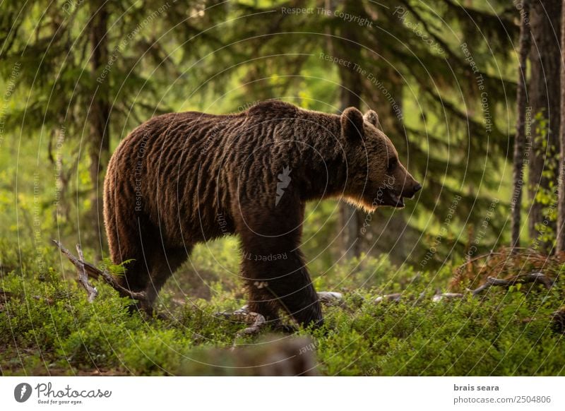 Braunbär im Wald. Wissenschaften Biologie Biologe Jäger Landwirtschaft Forstwirtschaft Umwelt Natur Tier Erde Baum Wildtier Bär 1 wild Tierliebe Tiere Tierwelt