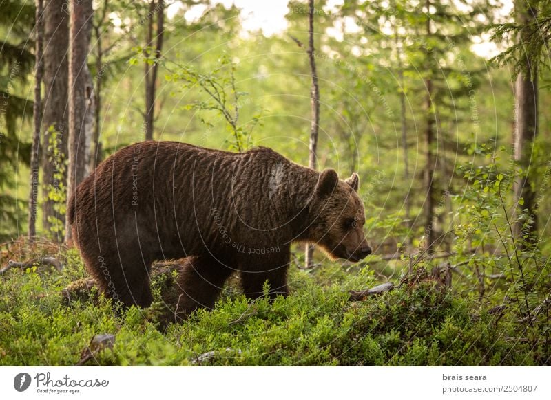 Braunbär im Wald. Ferien & Urlaub & Reisen Wissenschaften Biologie Biologe Jäger Umwelt Natur Tier Erde Baum Finnland Wildtier Bär 1 wild Tierliebe Tiere