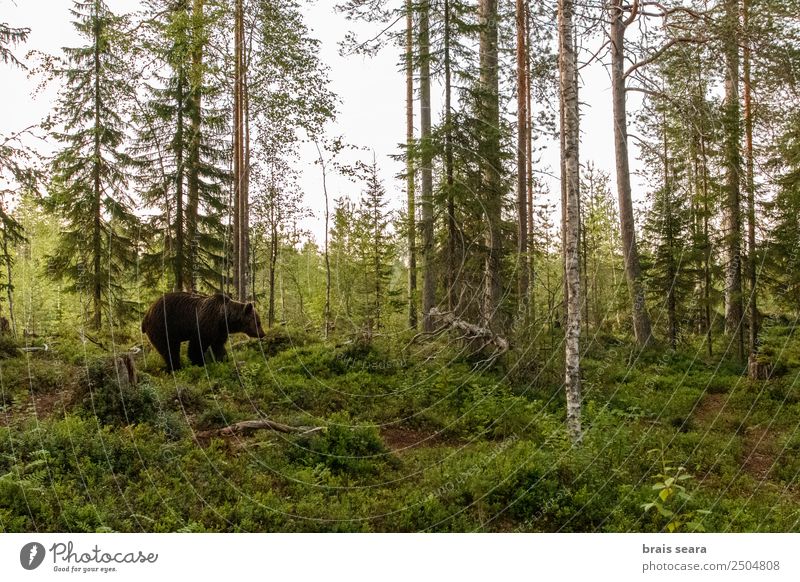 Braunbär im Wald Wissenschaften Biologie Biologe Jäger Landwirtschaft Forstwirtschaft Natur Tier Erde Wildtier Bär 1 wild Willensstärke Tierliebe Umwelt Tiere