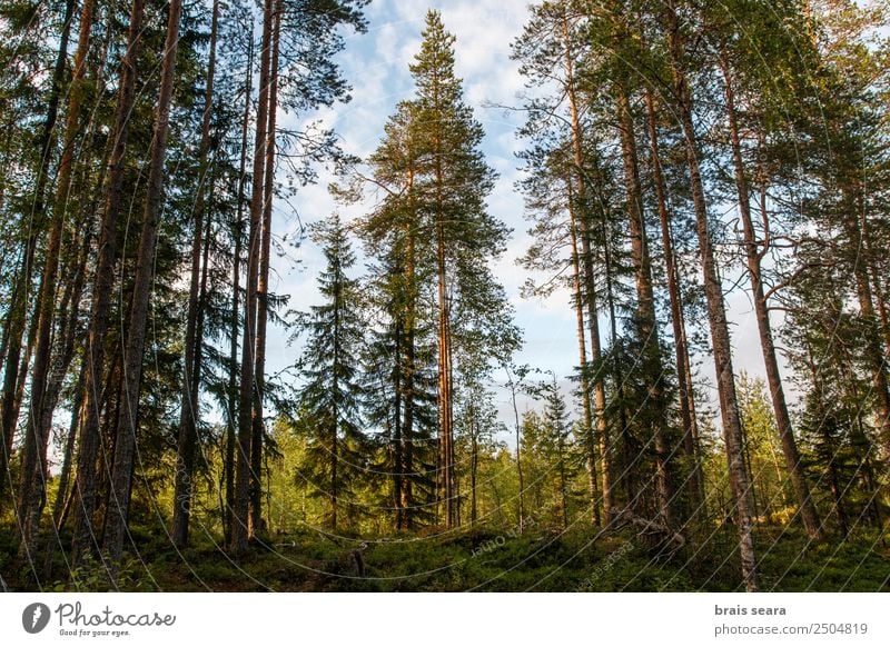 Pinienwald schön Ferien & Urlaub & Reisen Sommer Tapete Bildung Wissenschaften Landwirtschaft Forstwirtschaft Umwelt Natur Landschaft Pflanze Erde Himmel Herbst