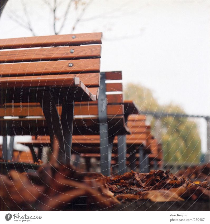 herbst Herbst Blatt Park kalt trist unten braun ruhig Parkbank analog Bank Außenaufnahme Mittelformat Scan Tag Schwache Tiefenschärfe Froschperspektive