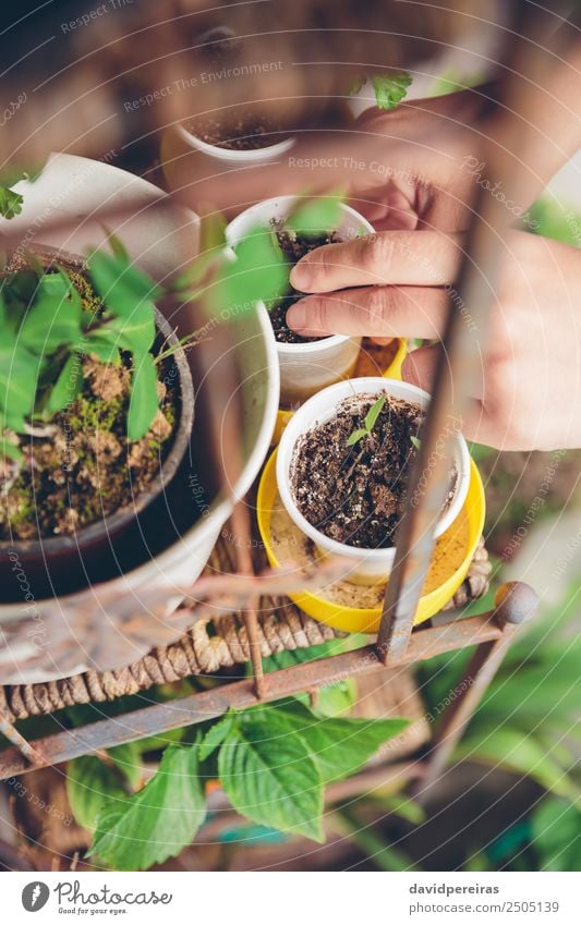 Frau Hände pflanzen Setzlinge im Stadtgarten Gemüse Topf Leben Freizeit & Hobby Haus Garten Arbeit & Erwerbstätigkeit Gartenarbeit Mensch Erwachsene Hand Natur