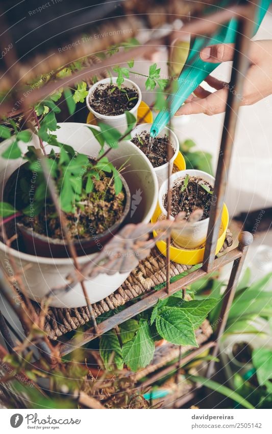 Frauenhände tränken Setzlinge im Stadtgarten Gemüse Topf Freizeit & Hobby Haus Garten Arbeit & Erwerbstätigkeit Gartenarbeit Mensch Erwachsene Hand Natur