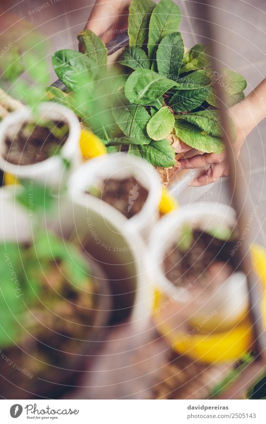 Frau reicht Gartenarbeit in einem städtischen Obstgarten. Gemüse Topf Leben Freizeit & Hobby Haus Arbeit & Erwerbstätigkeit Mensch Erwachsene Hand Natur Pflanze