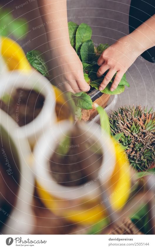 Frau reicht Gartenarbeit in einem städtischen Obstgarten. Gemüse Topf Leben Freizeit & Hobby Haus Arbeit & Erwerbstätigkeit Mensch Erwachsene Hand Natur Pflanze