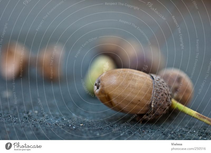 autumn Natur braun Herbst Eicheln Vergänglichkeit Eichelhut Farbfoto Außenaufnahme Dämmerung Schwache Tiefenschärfe