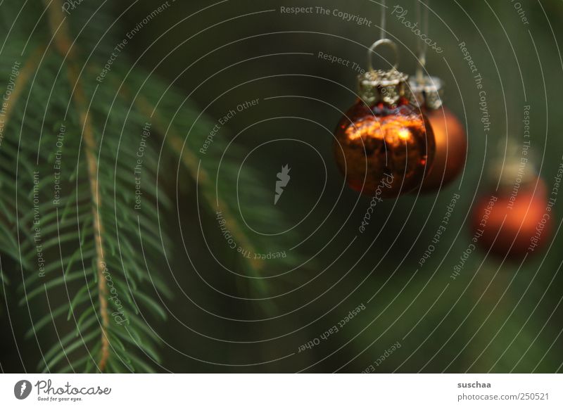 soon ... Feste & Feiern Umwelt Natur Grünpflanze hängen dunkel grün Brauchtum Tradition Weihnachtsschmuck Christbaumkugeln Tannenbaum Tannennadel