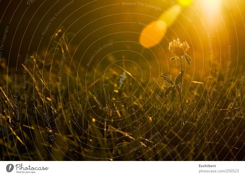 Letzter Glanz harmonisch Wohlgefühl Zufriedenheit Sinnesorgane Erholung ruhig Meditation Freiheit Wissenschaften Natur Landschaft Pflanze Erde Sonne