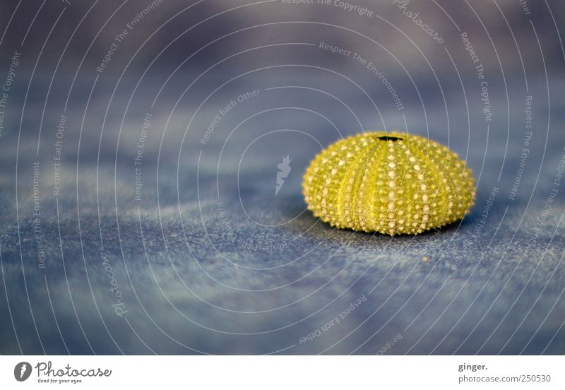 Runde Sache Umwelt Natur Tier Meer Insel Totes Tier Seeigel Seeigelskelett 1 rund Pocken Noppe Dinge Skelett grün-gelb Punkt anschaulich Präsentation Textilien