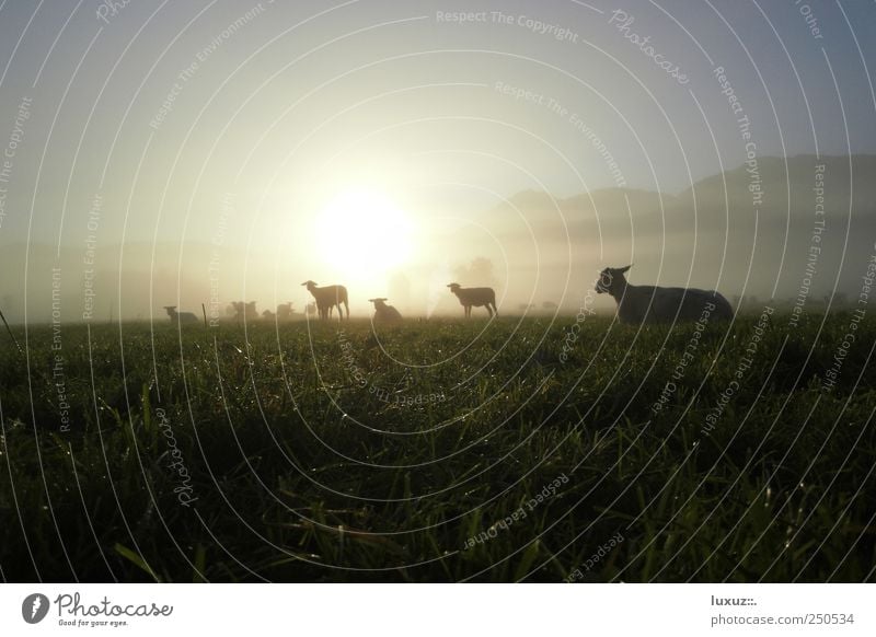 Schafe Natur Nutztier Herde nachhaltig friedlich Gelassenheit Nebel Tau Morgendämmerung Wiese Weide Tier Wolle Lamm Trägheit Silhouette