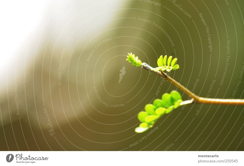 Nachwuchs Umwelt Natur Pflanze Sonnenlicht Schönes Wetter Sträucher Blatt Grünpflanze Topfpflanze exotisch sophora Park ästhetisch elegant schön weich grau grün