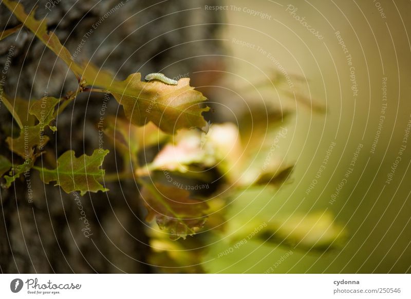 Da ist der Wurm drauf Umwelt Natur Baum Blatt ästhetisch Bewegung einzigartig entdecken erleben Freiheit Idylle Leben Leichtigkeit Neugier ruhig schön träumen