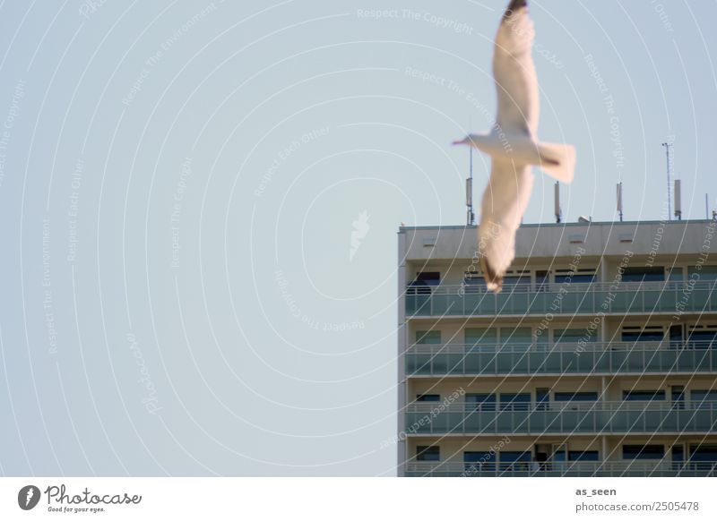 Möwe_Strand_Himmel Ferien & Urlaub & Reisen Tourismus Sommer Umwelt Natur Landschaft Schönes Wetter Küste Hafenstadt Skyline Haus Hochhaus Mauer Wand Fassade