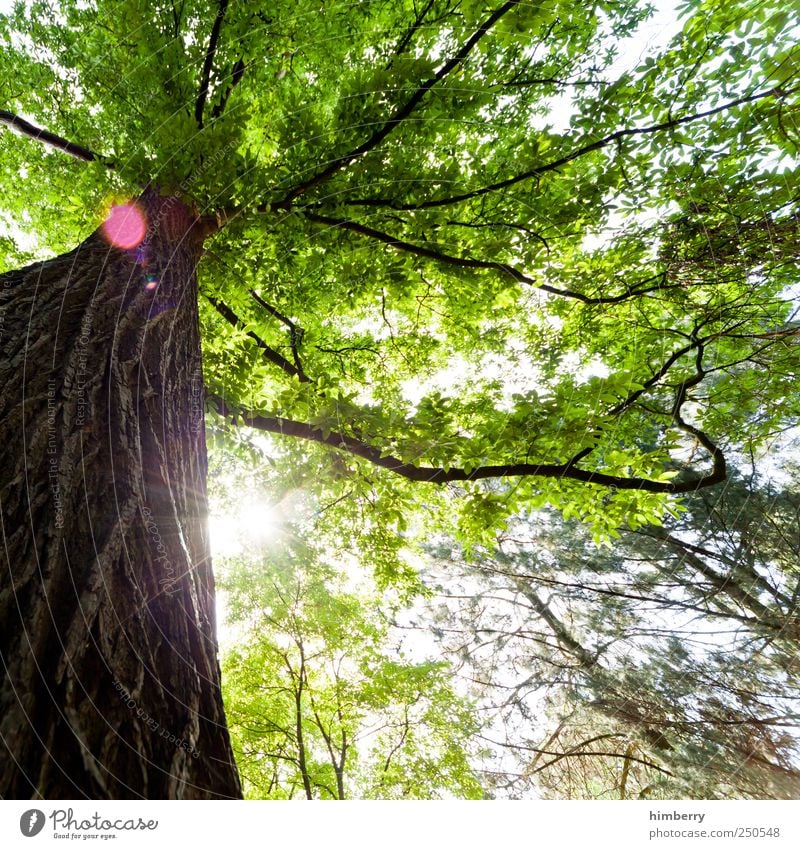 sundowner Lifestyle Erholung ruhig Meditation Duft Kur Joggen Kunst Umwelt Natur Landschaft Pflanze Frühling Sommer Klima Klimawandel Schönes Wetter Baum Garten