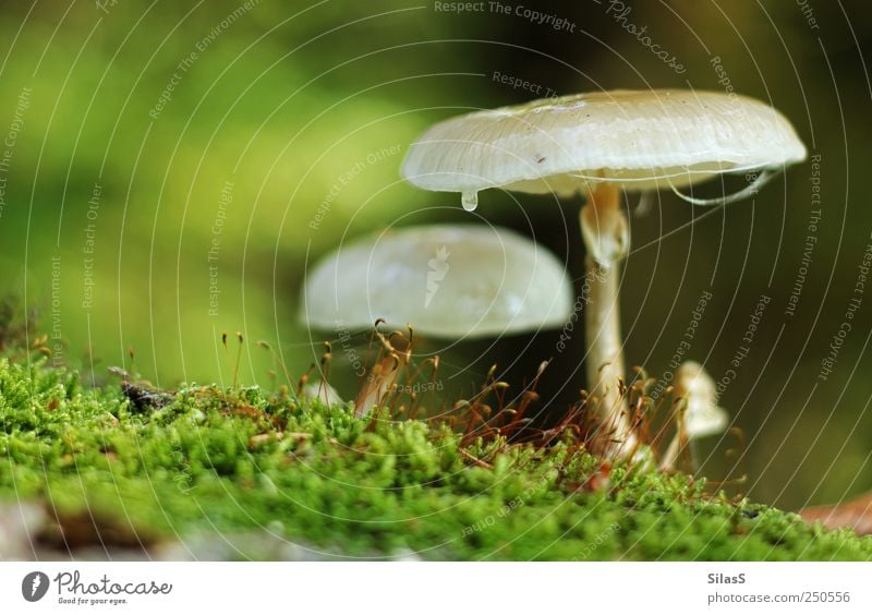 Waldpilze I Natur Pilz Moos braun grün rot weiß Farbfoto Außenaufnahme Menschenleer Tag Licht Schwache Tiefenschärfe