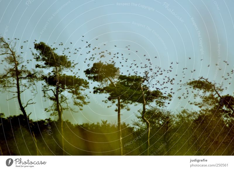 Weststrand Umwelt Natur Landschaft Pflanze Tier Himmel Baum Gras Wald Küste Ostsee Wildtier Vogel Tiergruppe Schwarm fliegen frei natürlich wild Stimmung Star