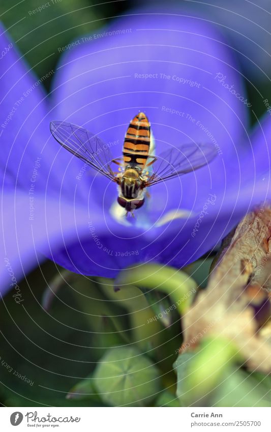 Schwebefliege küsst Blüte Natur Pflanze Tier Sommer Schönes Wetter Blume Topfpflanze Garten Wildtier Fliege Tiergesicht Flügel 1 berühren Bewegung Blühend Duft